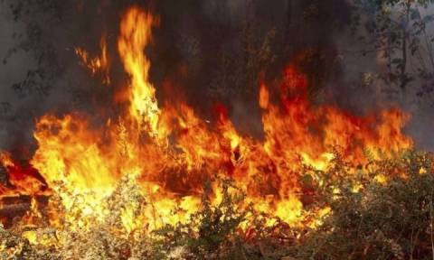 Συναγερμός στην Πυροσβεστική για μεγάλη φωτιά σε πευκοδάσος στην Κόνιτσα