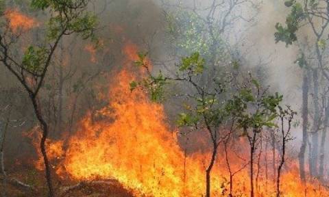 Υπό έλεγχο η πυρκαγιά σε πευκοδάσος της Κόνιτσας