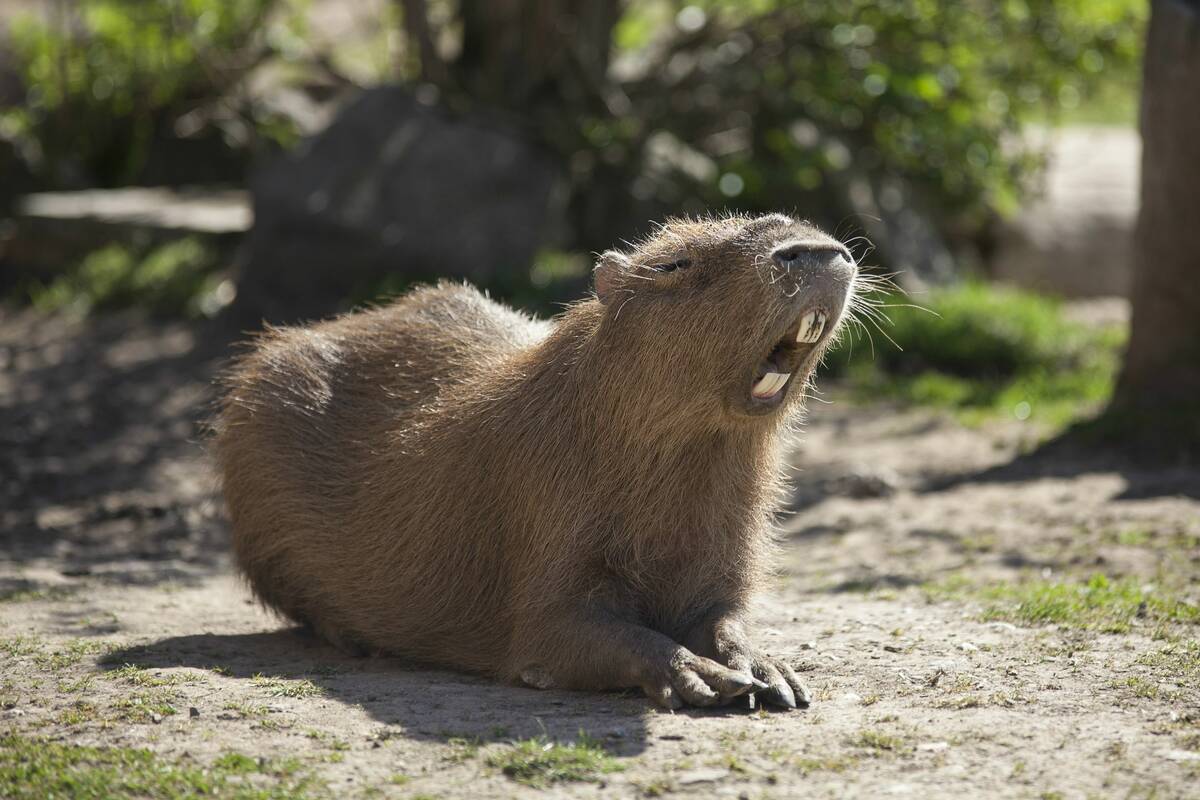 Hintergrundbilder Aesthetic Capybara