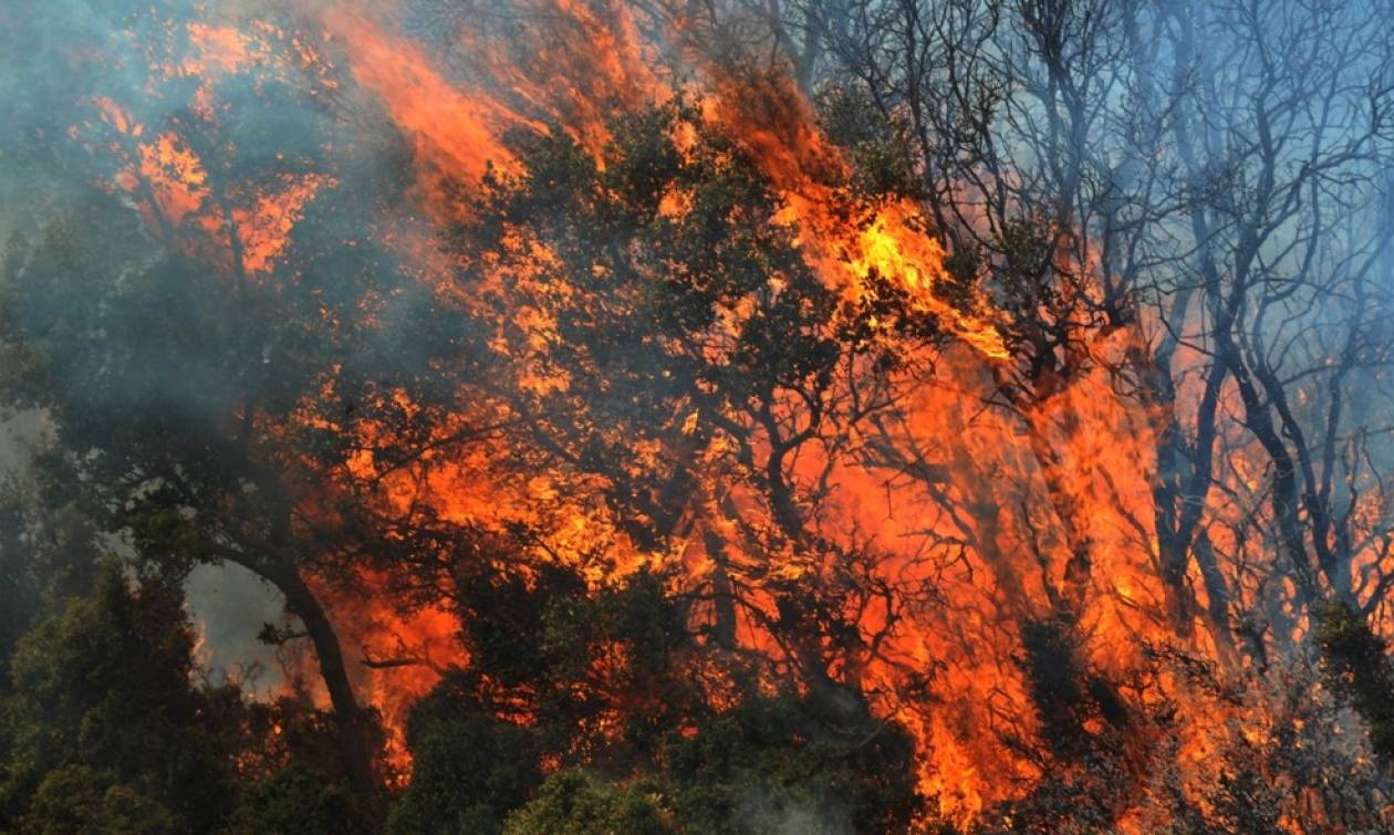 Υπό μερικό έλεγχο η φωτιά στο Δοξάτο Δράμας