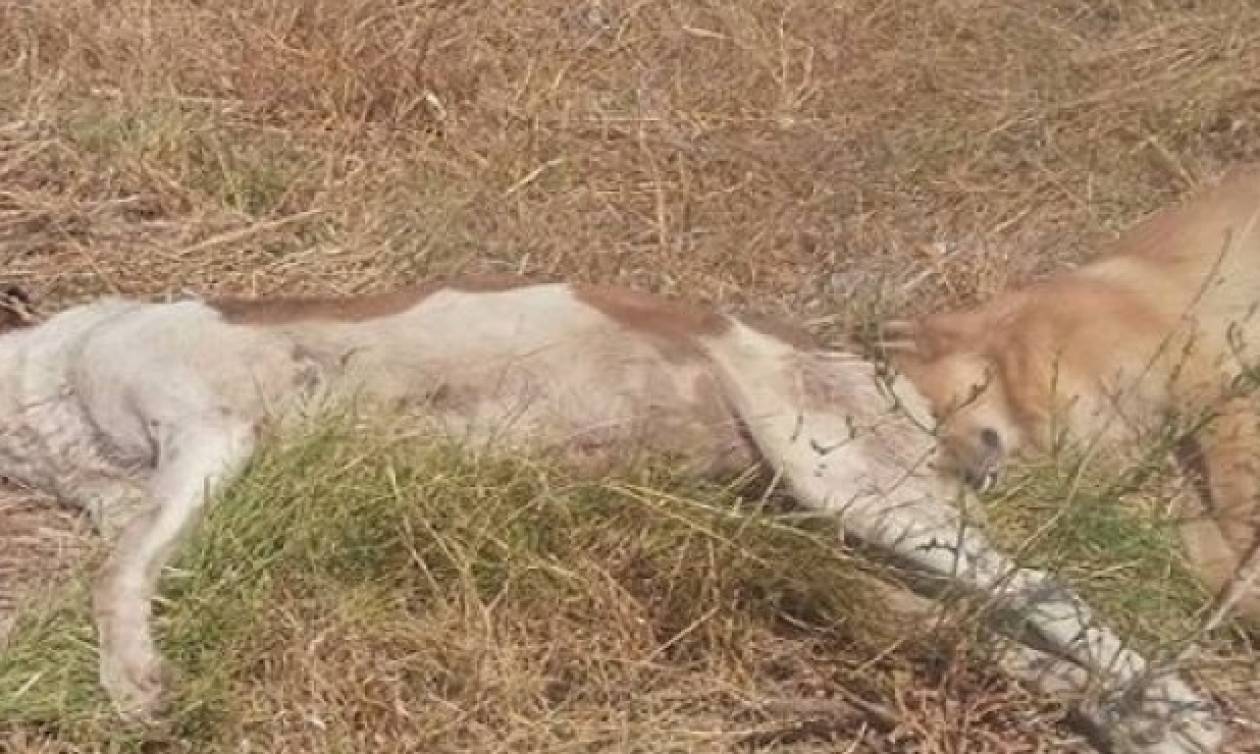 Φρίκη στο Αγρίνιο: Θανάτωσαν και έγδαραν σκυλιά