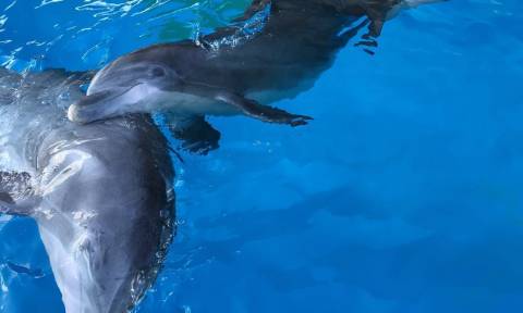 Τέσσερα δελφίνια από την Φινλανδία χαίρονται τον Αττικό ουρανό για πρώτη φορά