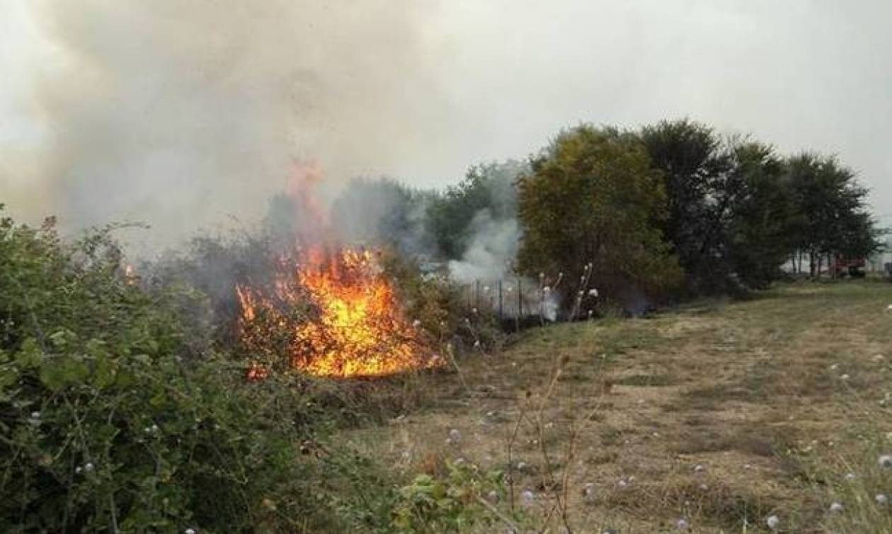 Ηλεία: Πυρκαγιά τώρα στο Πανόπουλο