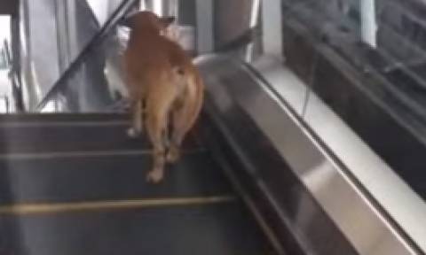 Εγινε κι αυτό: Σκύλος κατεβαίνει... ανάποδα κυλιόμενες σκάλες καταστήματος (video)