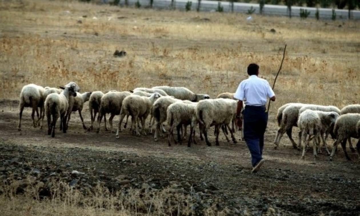 Κομοτηνή: Δημόσιοι κτηνίατροι «έγδυναν» κτηνοτρόφους με δήθεν μολυσμένα