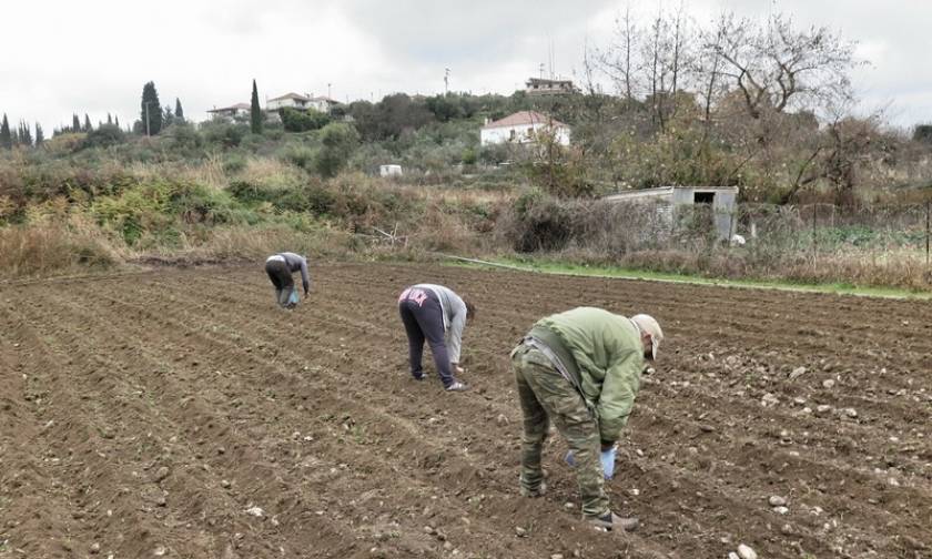 Νέο πρόγραμμα: Επιδότηση έως 100.000 ευρώ το χρόνο σε «ομάδες» αγροτών