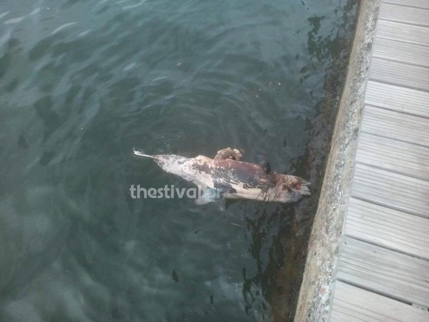 Θλιβερό θέαμα στη Θεσσαλονίκη: Η θάλασσα ξέβρασε νεκρό δελφίνι