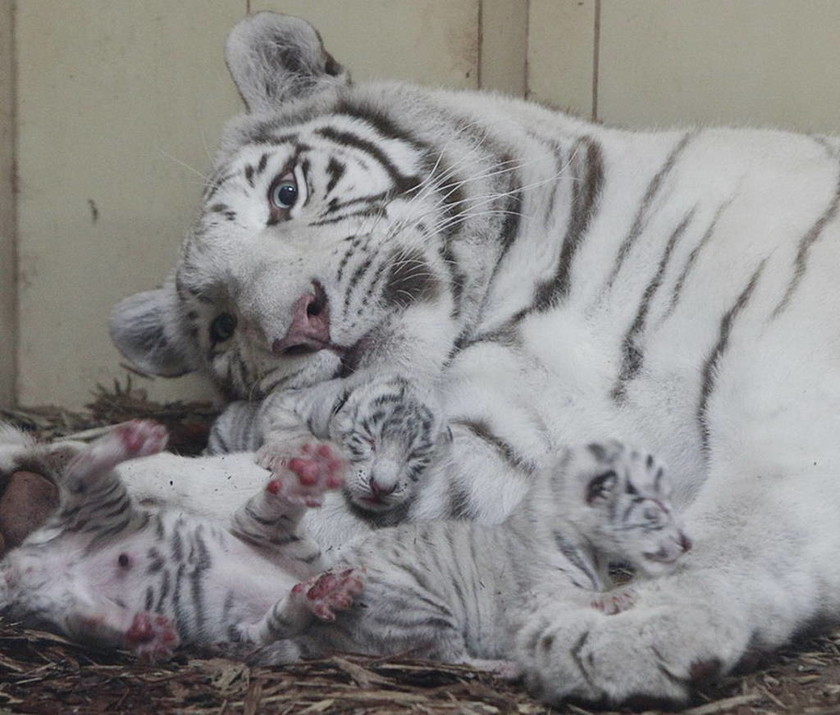 Πολωνία: Τέσσερα λευκά λιονταράκια γεννήθηκαν στον ζωολογικό κήπο του Μπόρισεφ (pics)