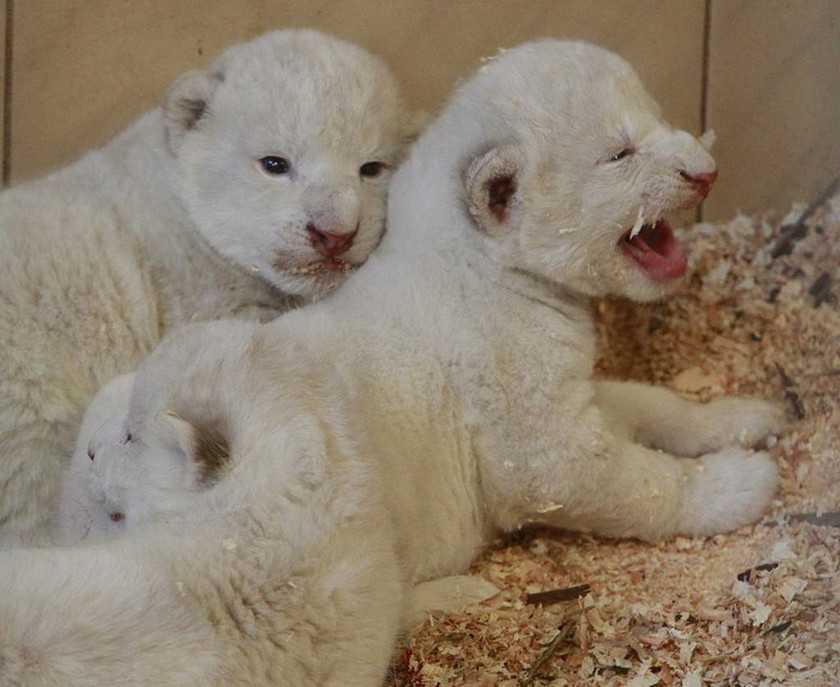 Πολωνία: Τέσσερα λευκά λιονταράκια γεννήθηκαν στον ζωολογικό κήπο του Μπόρισεφ (pics)