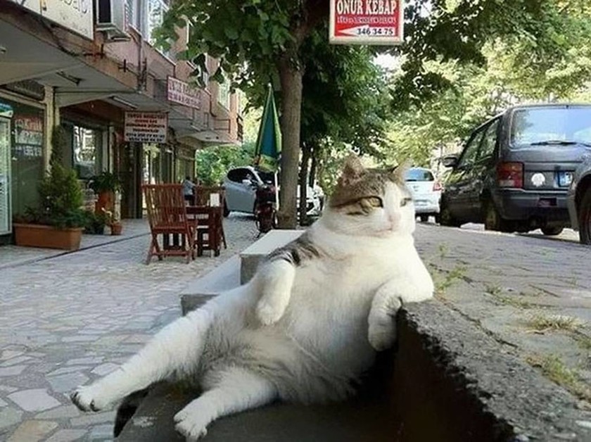 Η πιο διάσημη γάτα της Κωνσταντινούπολης τιμήθηκε με το δικό της άγαλμα στο αγαπημένο της σημείο
