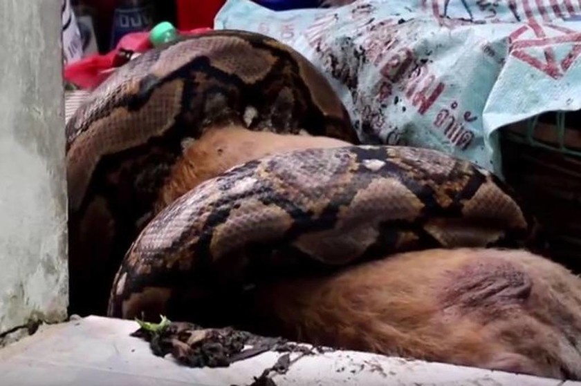 Φρικιαστικό βίντεο: Έπιασε πύθωνα να καταπίνει το σκύλο της και δείτε τι έκανε