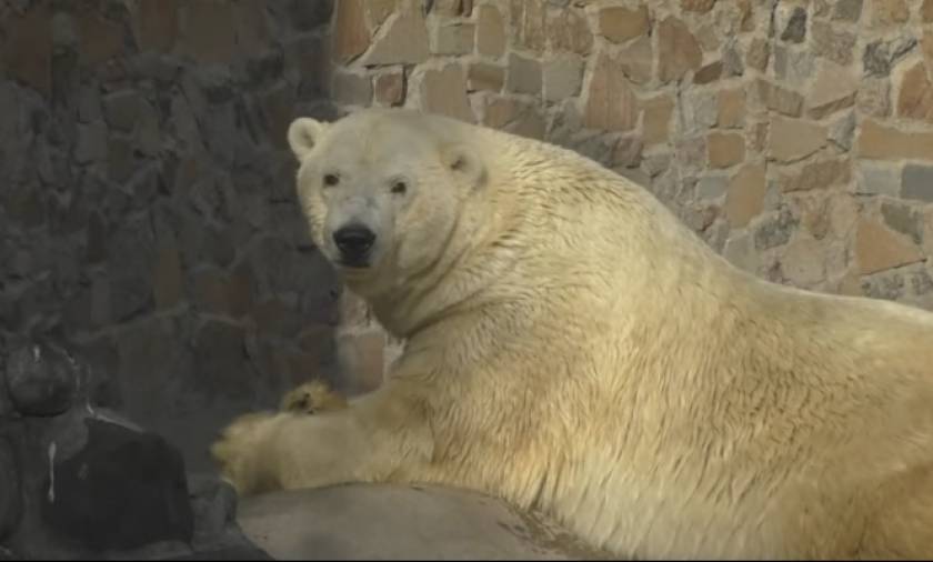 Πέθανε  ο ιστορικός αρκούδος της Ρωσίας - Διαβάστε γιατί ήταν τόσο ιδιαίτερος (videos)