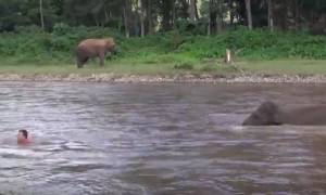 Απίστευτο βίντεο: Ελέφαντας βουτάει με αυτοθυσία στο νερό για να σώσει άνδρα από «πνιγμό»
