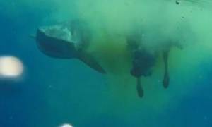 Πρέπει να το δεις για να το πιστέψεις: Καρχαρίας τρώει... αγελάδα στη μέση του ωκεανού! (video)