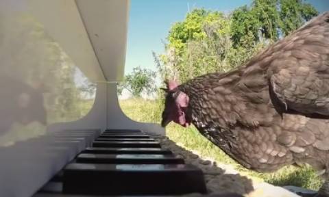 Κι όμως... Αυτό το κοτόπουλο παίζει πιάνο (video)