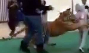 Βίντεο σοκ: Τίγρης επιτίθεται σε κοριτσάκι μέσα σε εμπορικό κέντρο