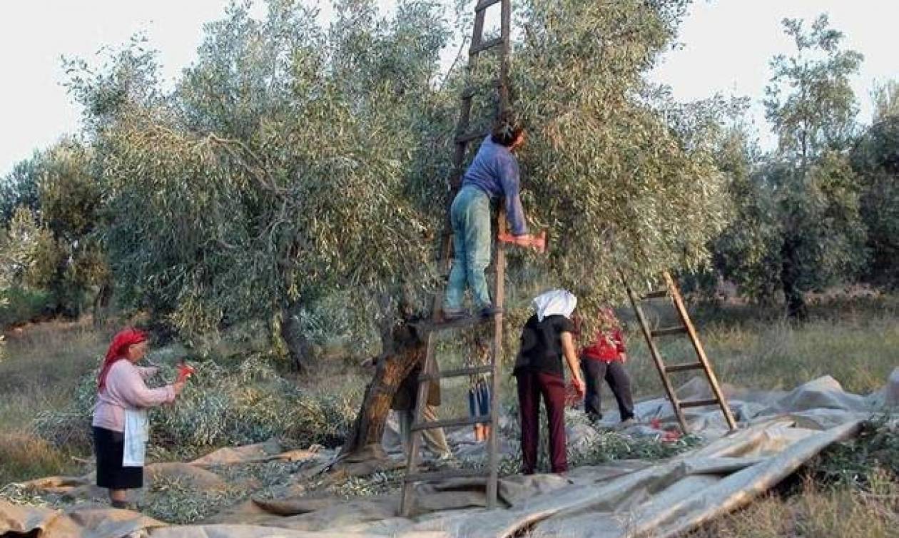 Απίστευτη ανάρτηση Κύπριου αγρότη - Προσφέρει φαγητό κι ένα κιλό λάδι σε εθελοντές για μάζεμα ελιών!