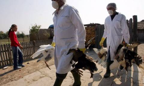 Συναγερμός στην Ολλανδία: Χιλιάδες κρούσματα γρίπης πτηνών
