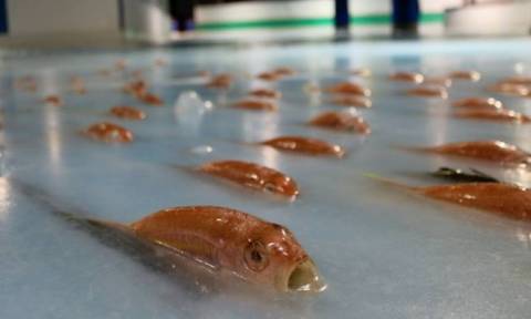 Σάλος στην Ιαπωνία από το παγοδρόμιο με τα χιλιάδες νεκρά ψάρια (Vids+Pics)