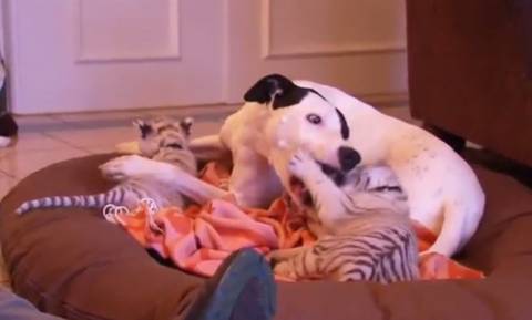 Σκύλος «υιοθέτησε» δύο εγκαταλελειμμένα τιγράκια! (video)