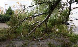Τραγωδία στην Έδεσσα με 66χρονο - Τον καταπλάκωσε δέντρο