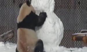 Το βίντεο της χρονιάς: Αρκουδάκι τσακώνεται με χιονάνθρωπο... (vid)