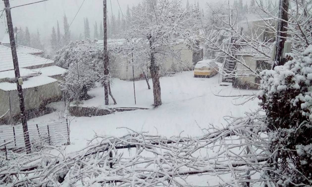 Καιρός - Live: Λευκό τοπίο η Αχαΐα - Χιόνισε μέχρι και στο κέντρο της Πάτρας (photo-video)