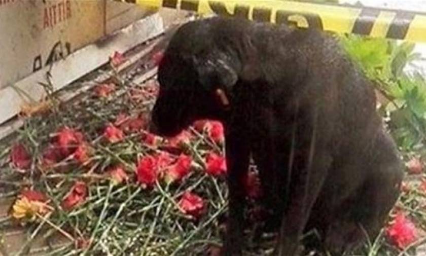 Ο «Χάτσικο» της Σμύρνης: Ραγίζει καρδιές ο σκύλος αστυνομικού που σκοτώθηκε στη βομβιστική επίθεση