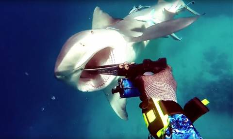 Viral βίντεο: Πάγωσε το αίμα του! Τρομακτική μάχη ψαροτουφεκά με καρχαρία