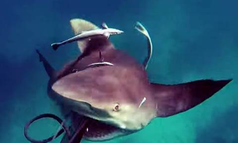 Βίντεο: Η πιο τρομακτική επίθεση καρχαρία σε άνθρωπο που έχετε δει ποτέ