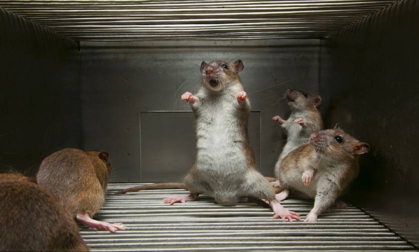 Αληθινές ιστορίες τρόμου: Επιστήμονες μετέτρεψαν άκακα ποντίκια σε ψυχοπαθείς δολοφόνους