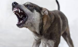 Φρίκη: Σκύλος κατακρεούργησε 30χρονο στον Βόλο - Nοσηλεύεται σε κρίσιμη κατάσταση