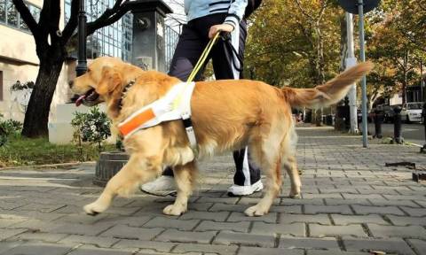 Ανθρώπινη κτηνωδία: Έβαλαν φόλα σε σκύλους τυφλών (vid)
