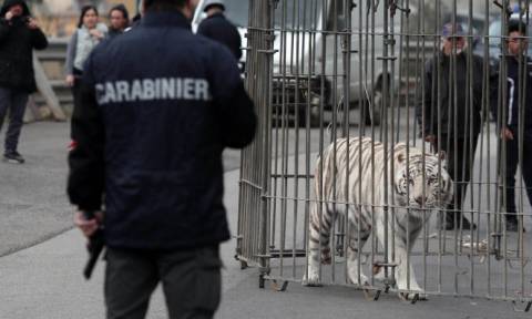Τρόμος: Τίγρης της Σιβηρίας «το έσκασε» από τσίρκο και έκοβε βόλτες στην πόλη! (vid)