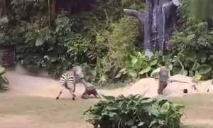 Η σοκαριστική επίθεση ζέβρας σε υπάλληλο ζωολογικού κήπου! (vid)