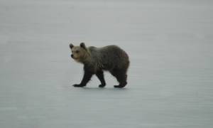 Καστορία: Αρκουδάκι έκανε βόλτες επί ώρες πάνω στην παγωμένη λίμνη! (pics)