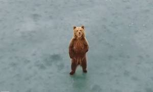 Εντυπωσιακό: Δείτε σε βίντεο από drone το αρκουδάκι στην παγωμένη λίμνη της Καστοριάς
