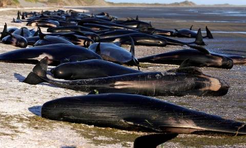 Σπαρακτικές εικόνες: Μυστήριο με 400 φάλαινες που βρέθηκαν να ξεψυχούν στη Νέα Ζηλανδία (Pics+Vid)