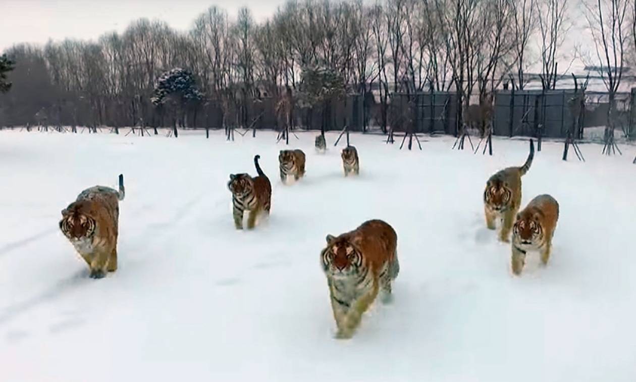 Απίστευτο βίντεο: Αγέλη από τίγρεις εντοπίζει drone στον αέρα – Δείτε τι ακολούθησε