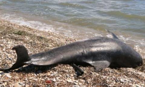Θεσσαλονίκη: Νεκρό δελφίνι εντοπίστηκε στην περιοχή του Σταυρού