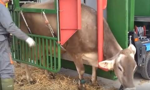 Εχετε δει ποτέ πώς καθαρίζουν και πλένουν τα πόδια μιας αγελάδας; (Video)