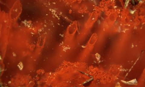 Εντυπωσιακά βίντεο: Ανακαλύφθηκαν τα αρχαιότερα απολιθώματα μικροοργανισμών στη Γη