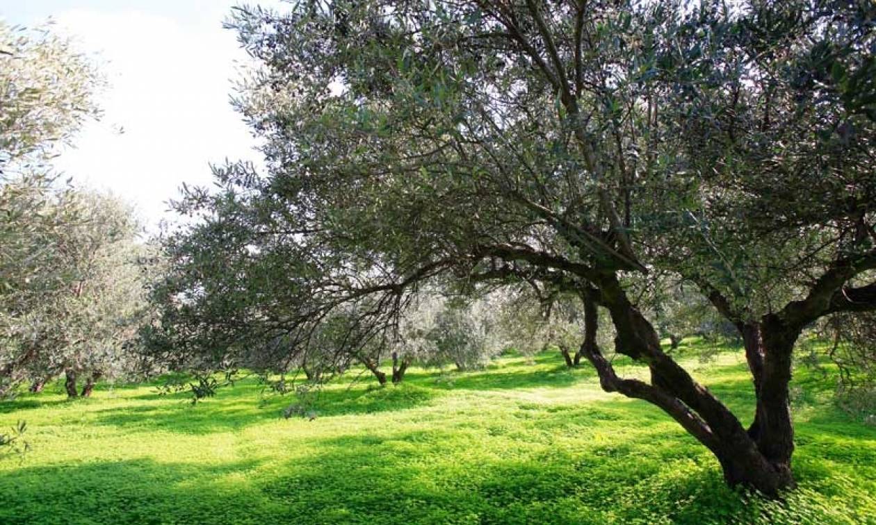 Στο νοσοκομείο Έλληνας βουλευτής που έπεσε από ελιά!