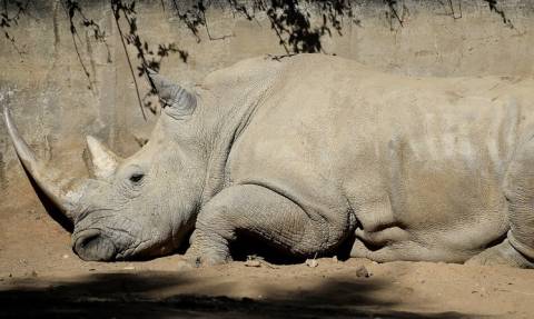 Γαλλία: Σοκ από τη δολοφονία ρινόκερου σε ζωολογικό κήπο! (vid)