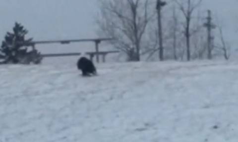 Είδαν ένα αετό να κάθεται στο χιόνι! Δεν φαντάζονταν τι θα γινόταν όταν πετούσε... (video)