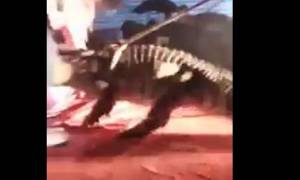 Βίντεο - σοκ: Κροκόδειλος αρπάζει από το κεφάλι άνδρα σε τσίρκο!