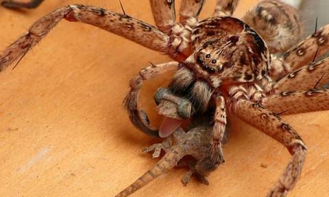 Τρόμος: Αχόρταγες αράχνες καταναλώνουν κάθε χρόνο έως και 800 εκατομμύρια τόνους...