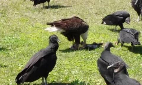 Φαλακρός αετός έχει πέσει με τα... μούτρα στο «γεύμα» του, ενώ τα κοράκια καραδοκούν (video)