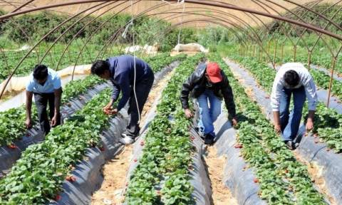 ΕΔΑΔ: Καταδικαστική απόφαση για την καταναγκαστική εργασία στις φυτείες φράουλας στη Μανωλάδα