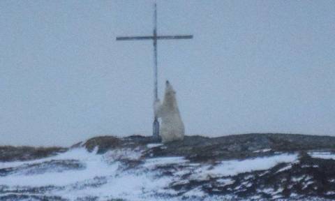 Οιωνός; Μυστήριο με πολική αρκούδα που «προσεύχεται» σε σταυρό (Pics)